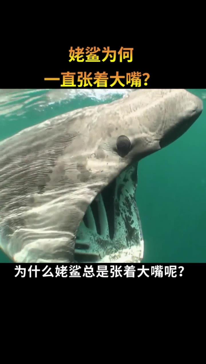 姥鲨张大嘴的秘密,它为何如此独特?