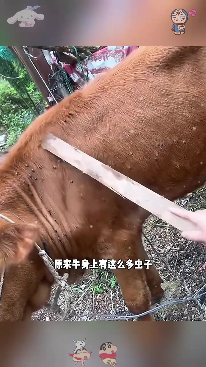 牛身上的小虫,看着都心疼!