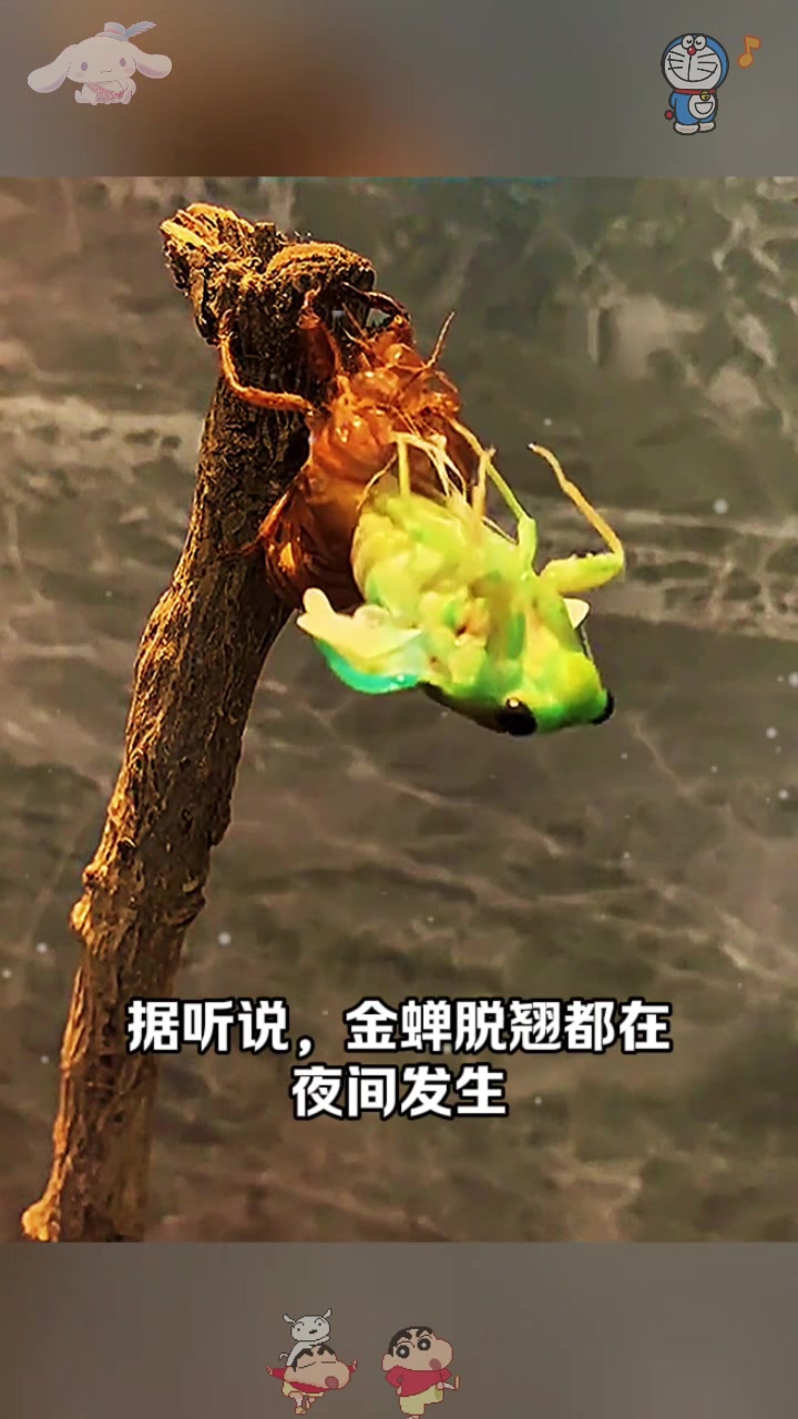 金蝉脱壳为什么不直接杀了为什么在线