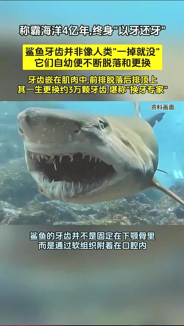 称霸海洋4亿年,终身"以牙还牙"!鲨鱼的牙齿究竟有什么秘密?