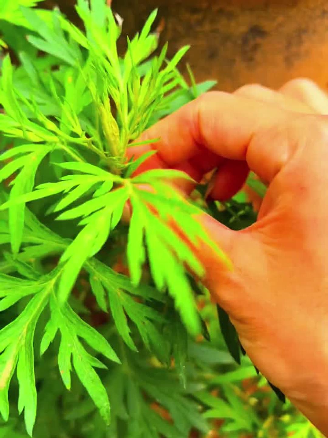 艾草为何被称作女人草?三月三采摘有讲究