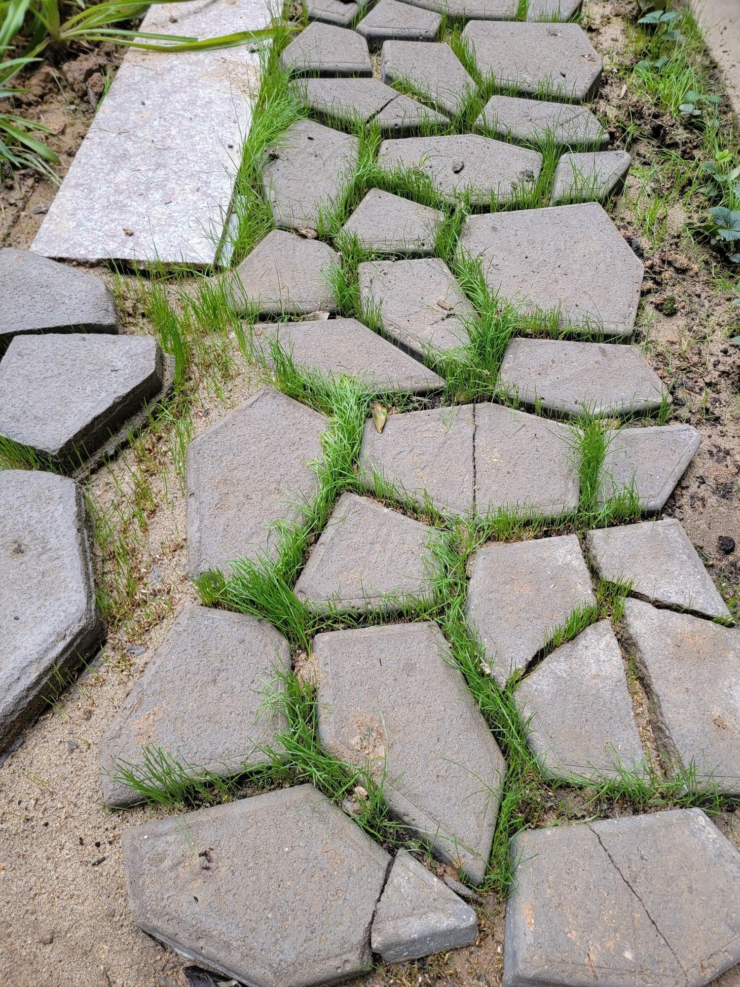 河南绿博草坪基地
