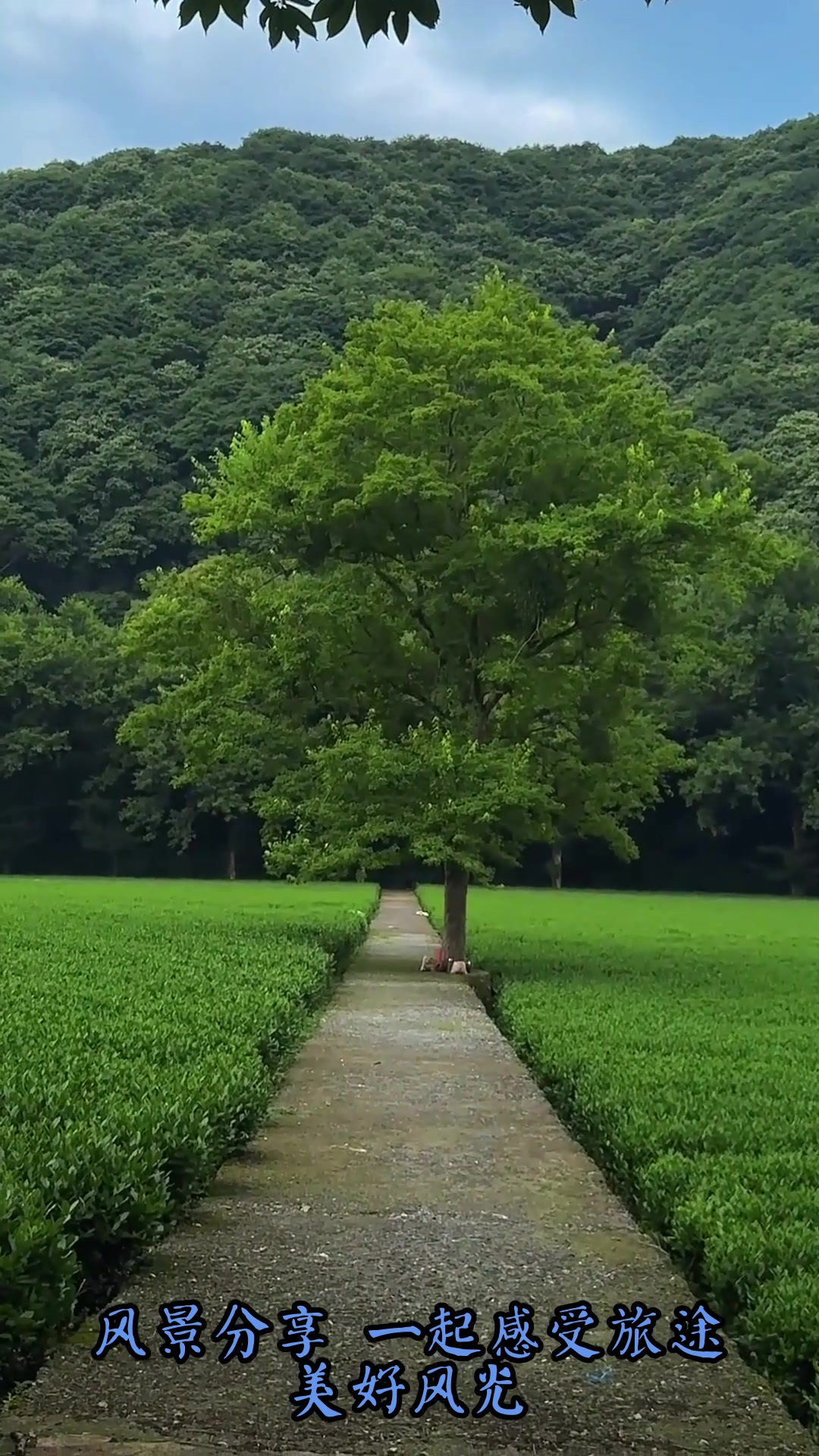 旅行,原创拍摄绿树,旅游推荐