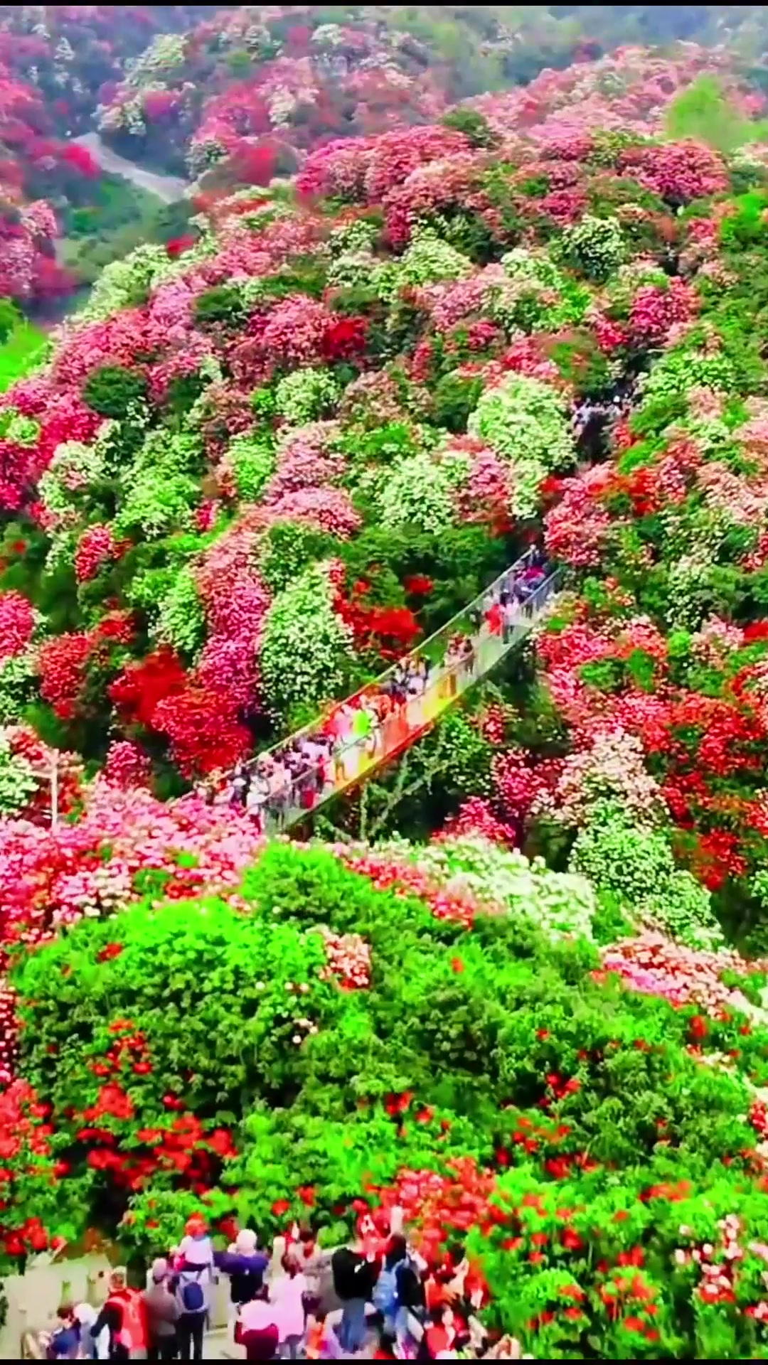夏日旅游,百里杜鹃风景区位于贵州毕节市大方,黔西县交界处,总