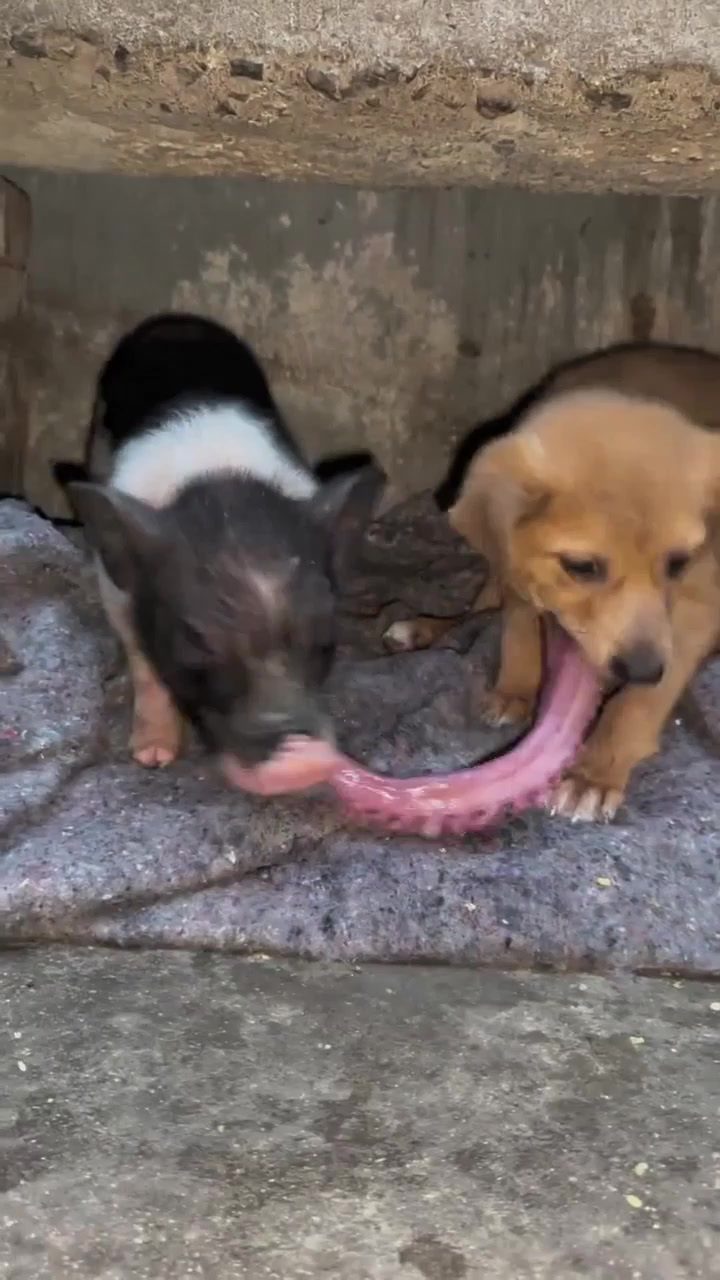 狗狗和小猪抢章鱼足吃