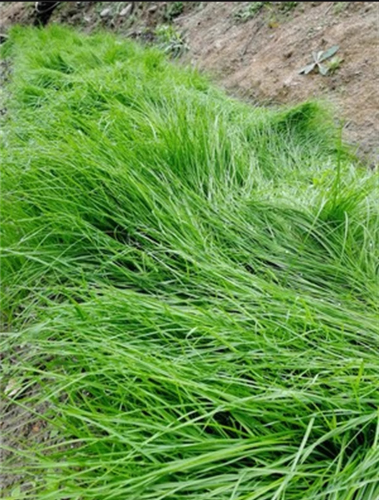 草坪运输费用