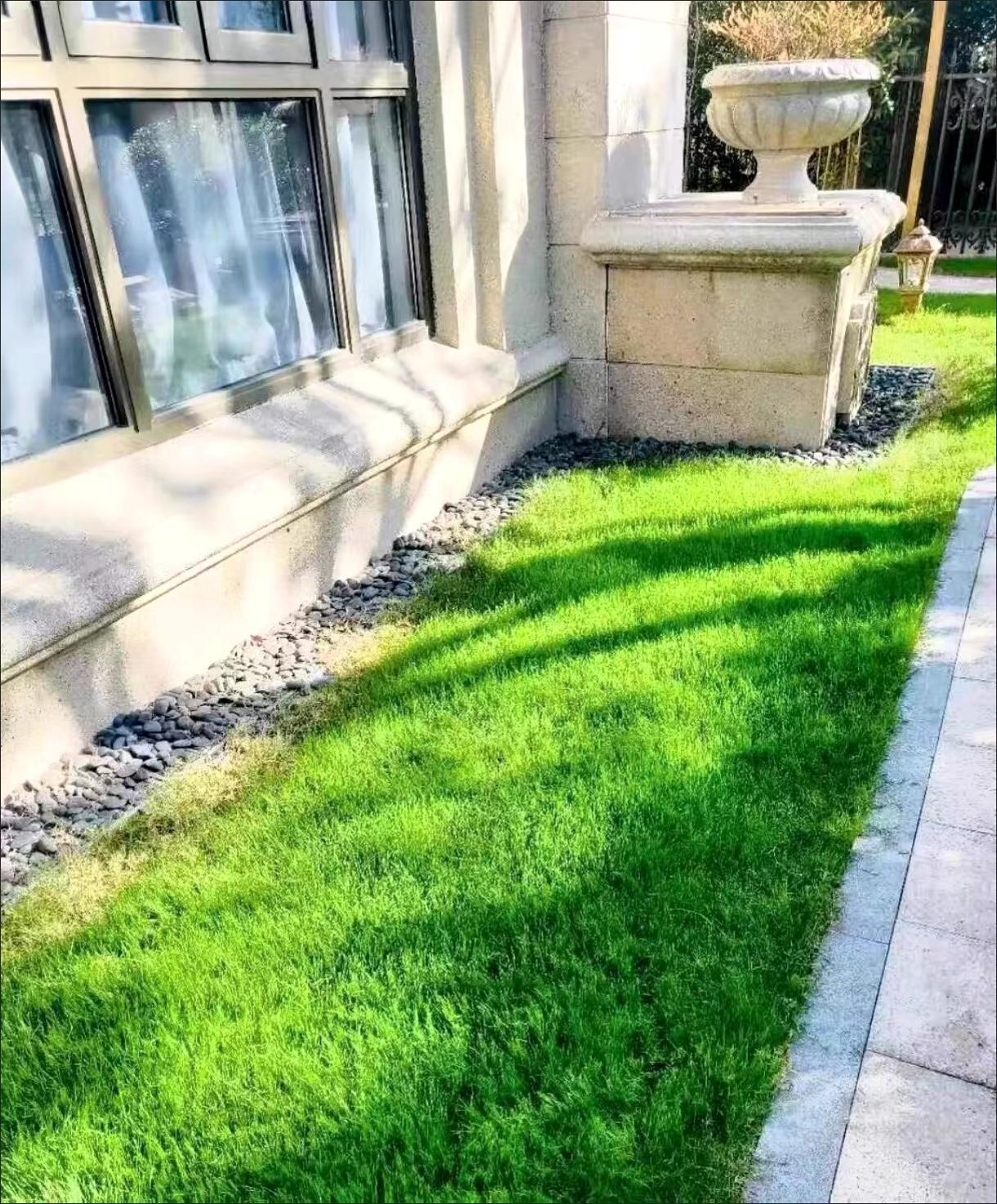 辽阳草坪
