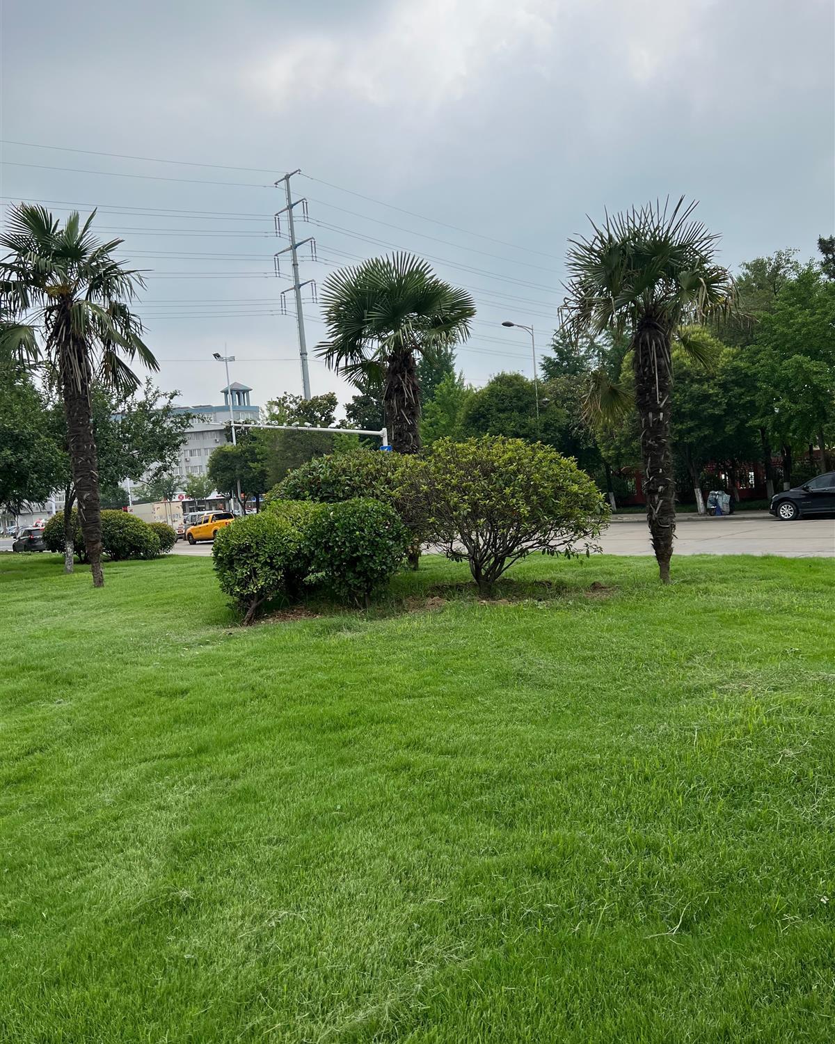 白下哪里有草坪批发种植基地