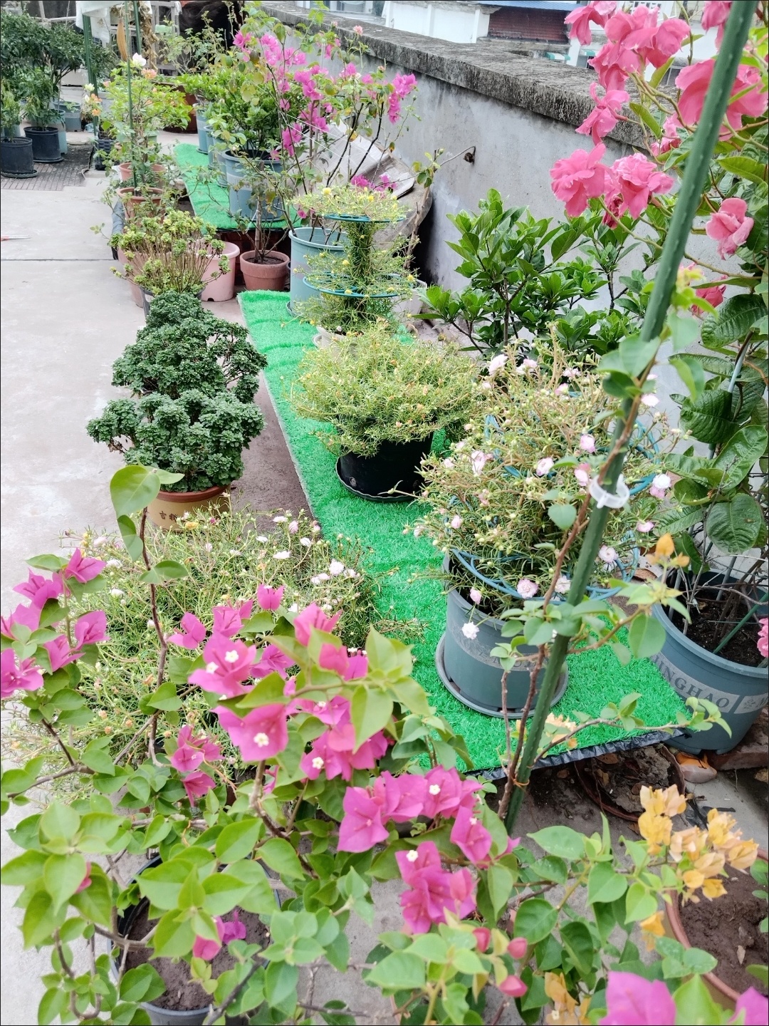 河南绿博草坪基地
