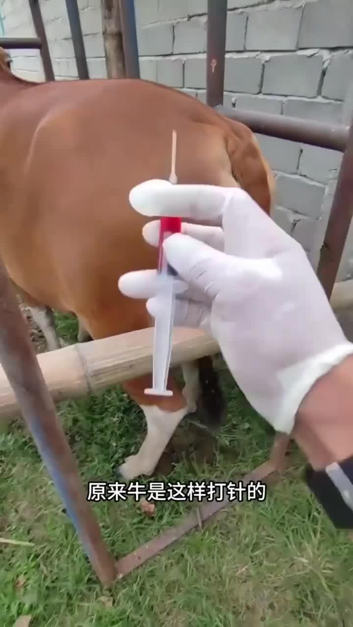 原来牛是这样打针的