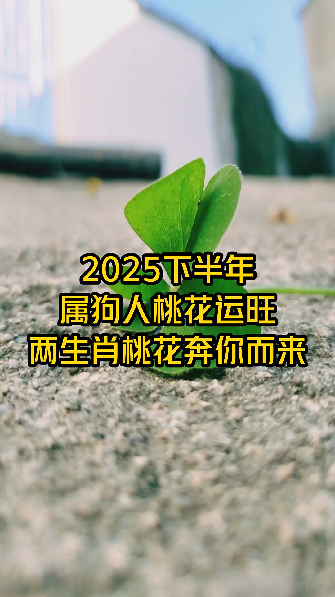 2025生肖桃花运势查询(2021年生肖桃花)