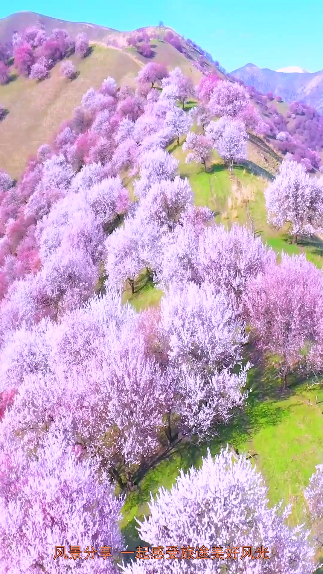 旅行,初春的伊犁杏花沟杏花遍地,细雨润泽,万亩野杏林杏花竞相