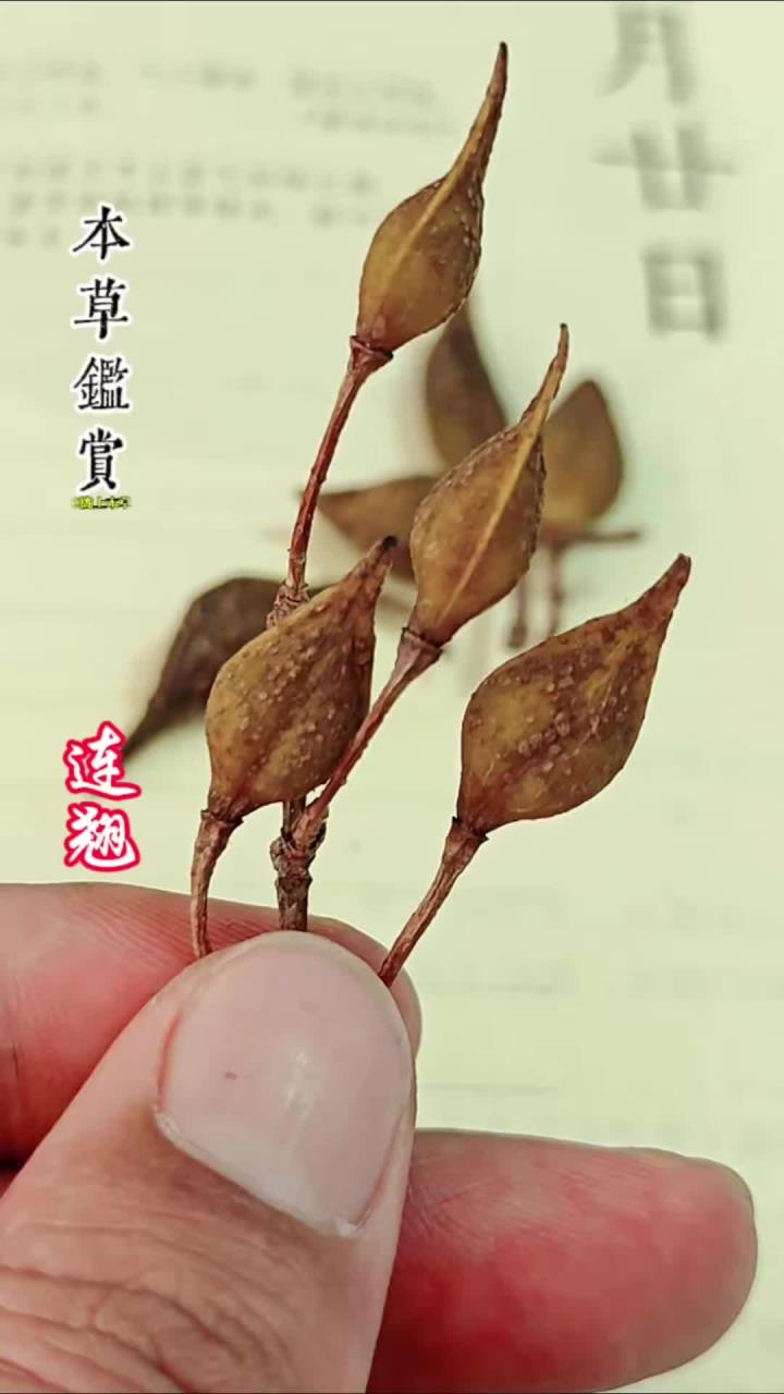本品为木犀科植物连翘的干燥果实
