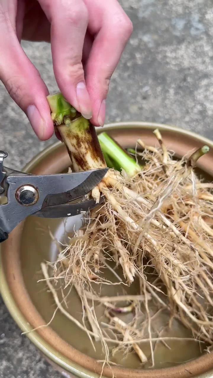 农村常见的玉米根,没想到还是个宝贝,你了解玉米根吗?