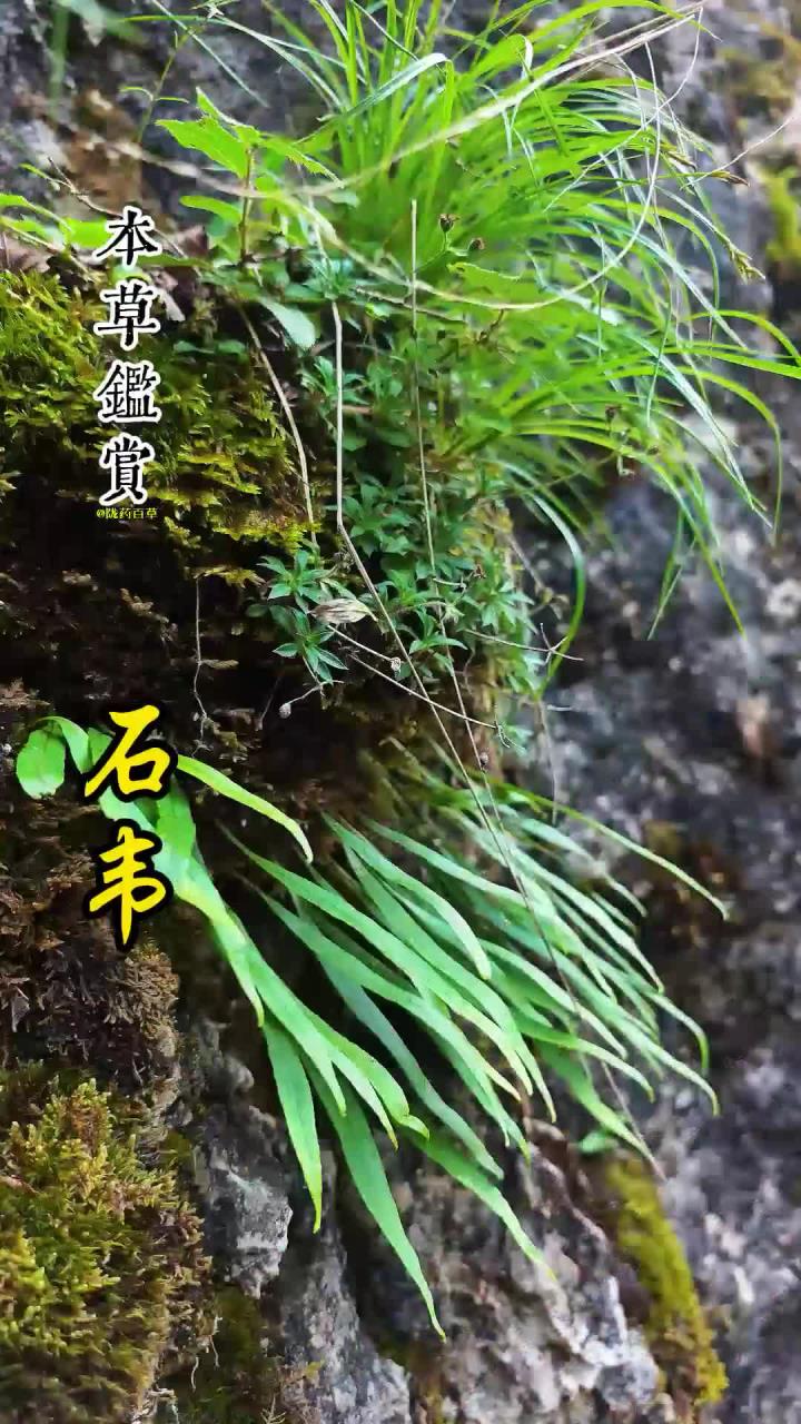 "吃了一支箭窝尿赛过高压线"说的就是这个,水龙骨科植物石韦,又名一支
