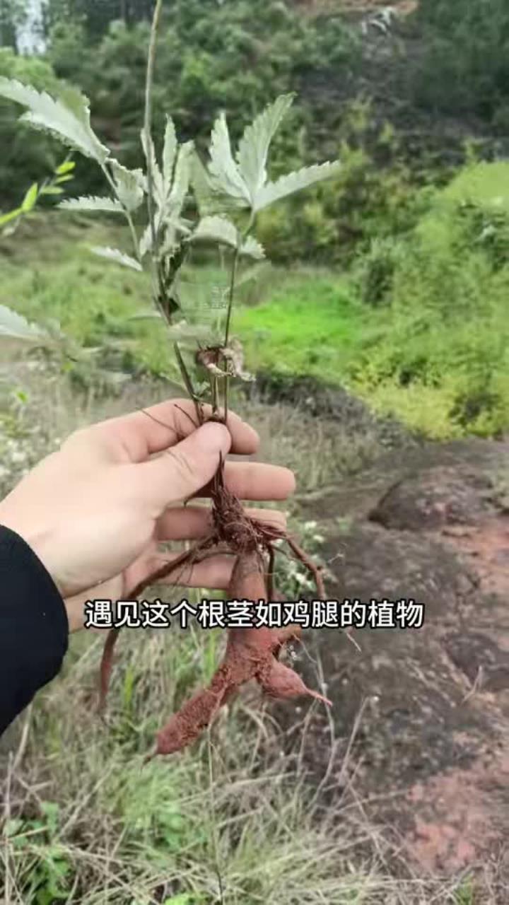 翻白草又叫鸡腿参,是以前很多人童年的零食,可惜如今却不多见了 你的