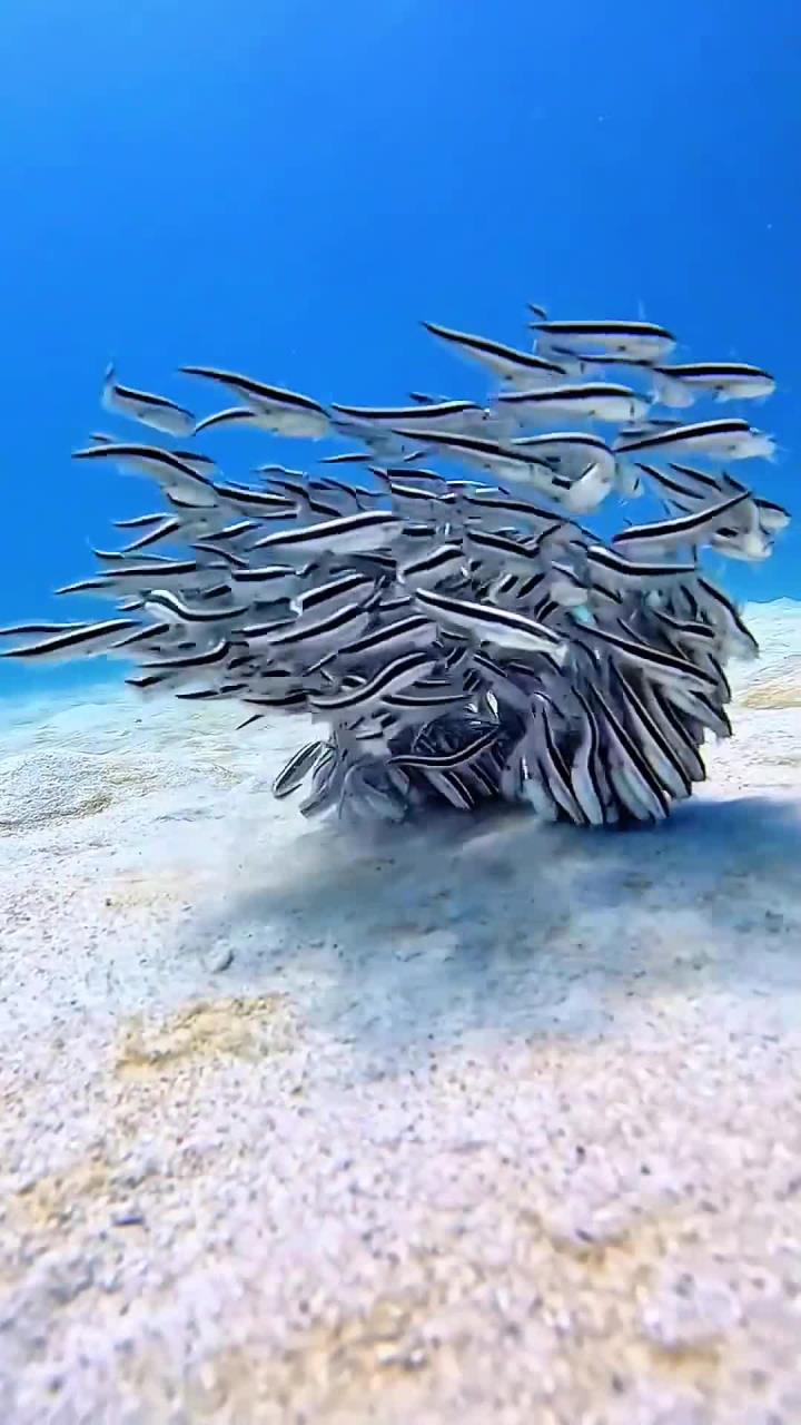 海水为什么是蓝色的