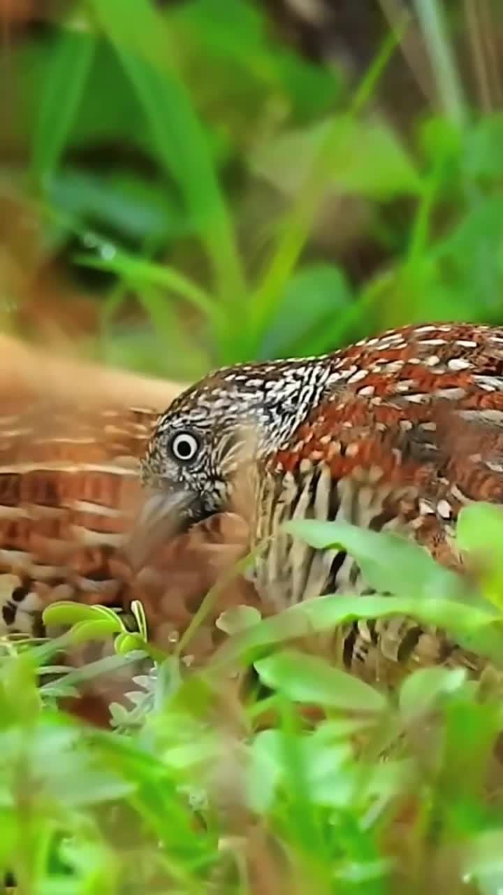 黄脚三趾鹑的独特鸣叫音效