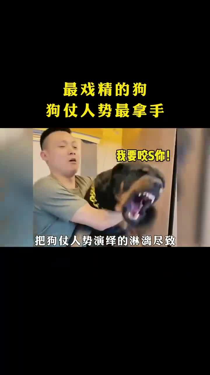 最会演戏的狗狗仗人势最拿手