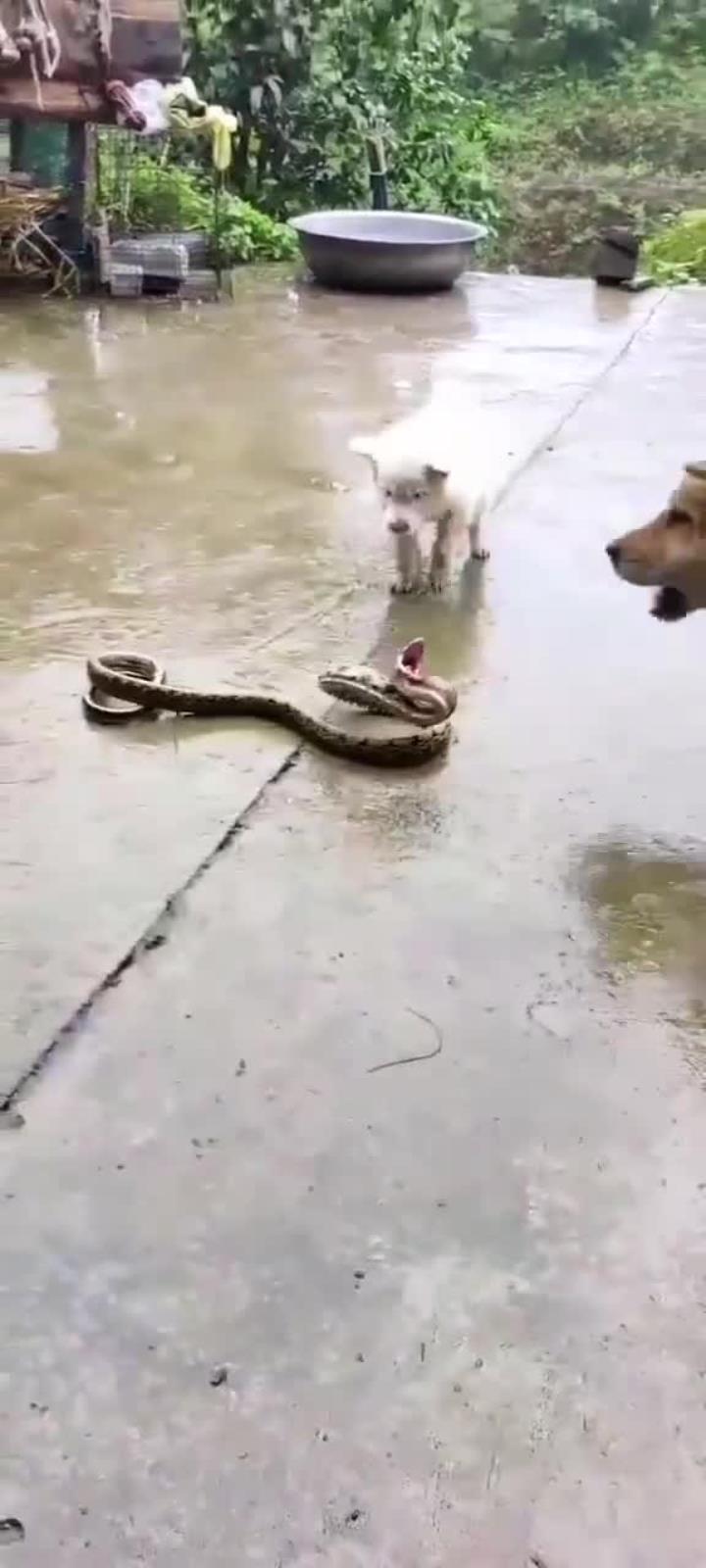 这就是你们要的蛇狗