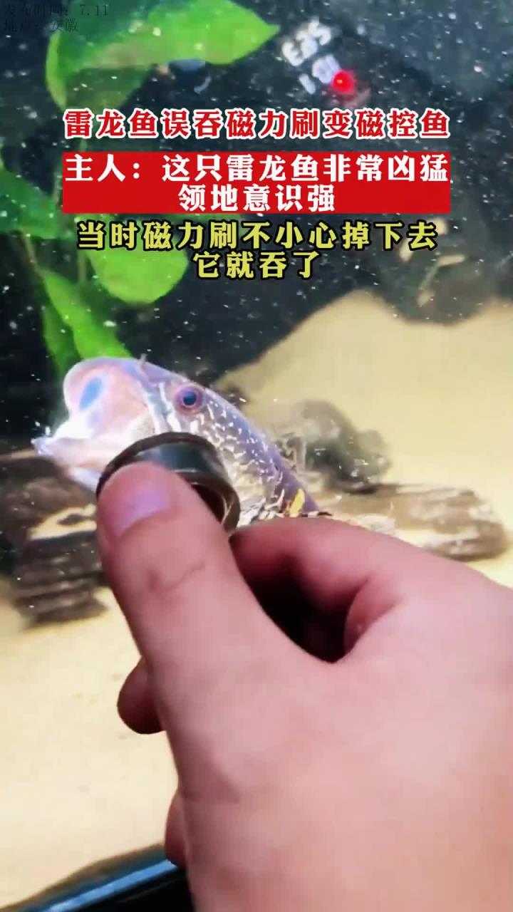 磁力鱼_磁力鱼缸刷什么牌子的好（磁力鱼缸擦有用吗）