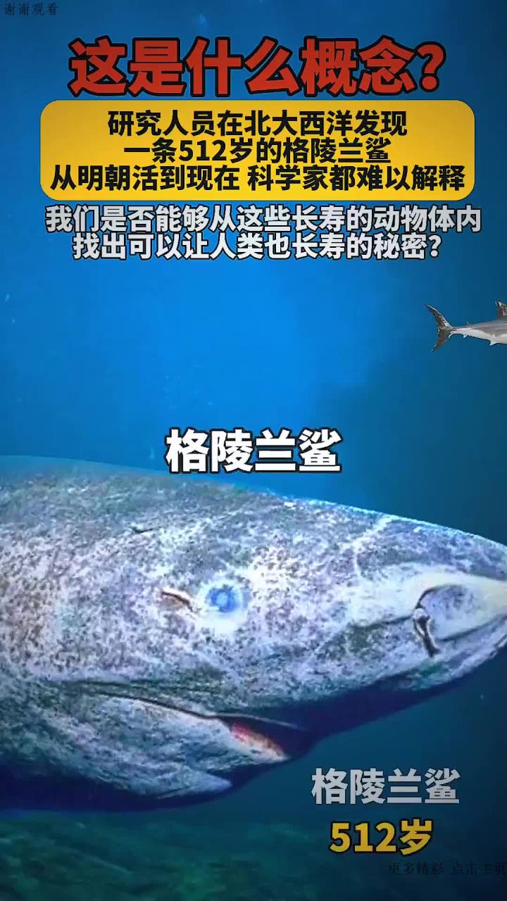 研究人员在北大西洋发现一条 512岁的格陵兰鲨,从明朝活到现在,科学家