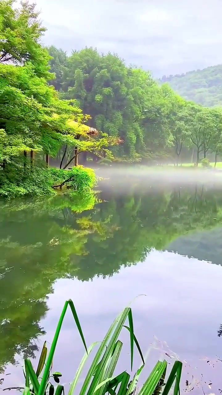 夏日旅行,杭州太子湾的清晨,宁静美好.旅游推荐