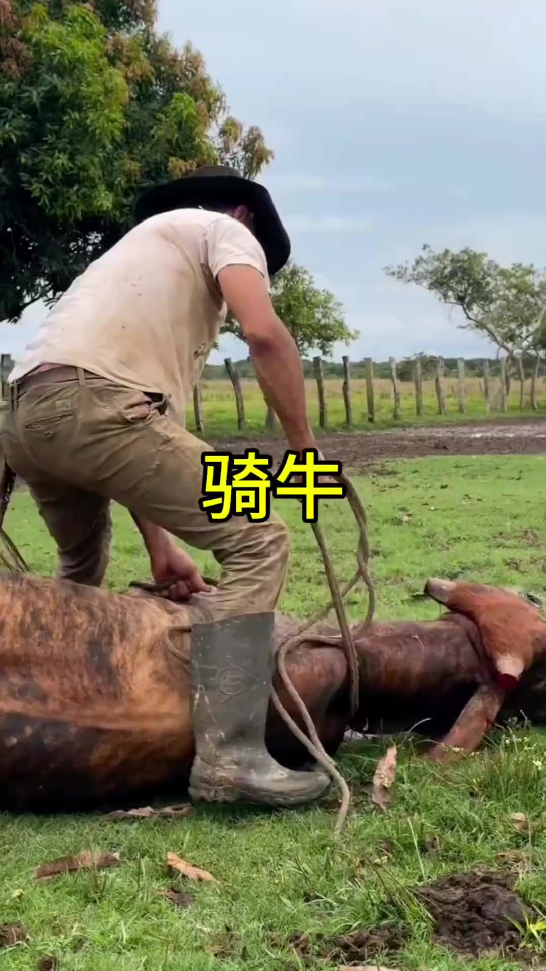 大哥大咧咧骑牛,意外惊喜让人忍俊不禁的搞笑瞬间!