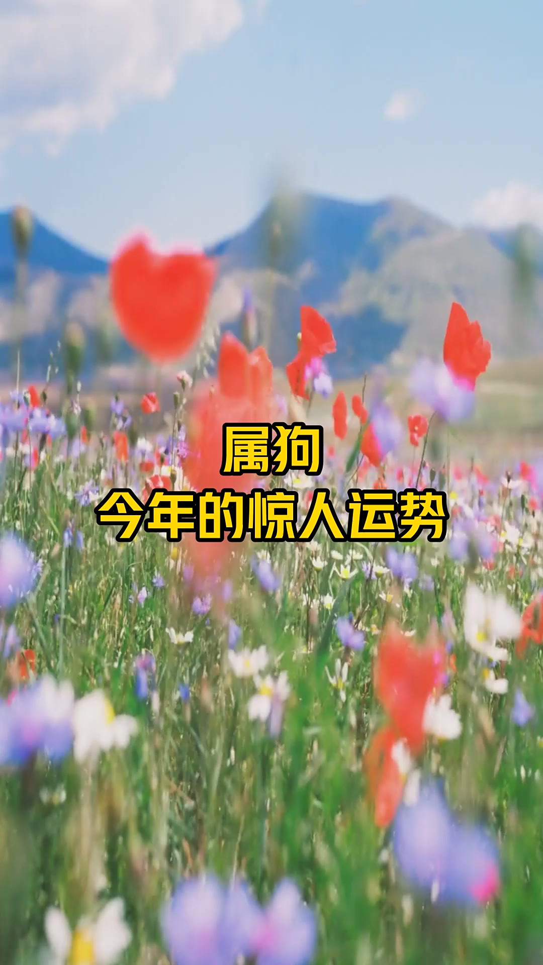 生肖狗今年运势查询(肖狗今年运气如何)