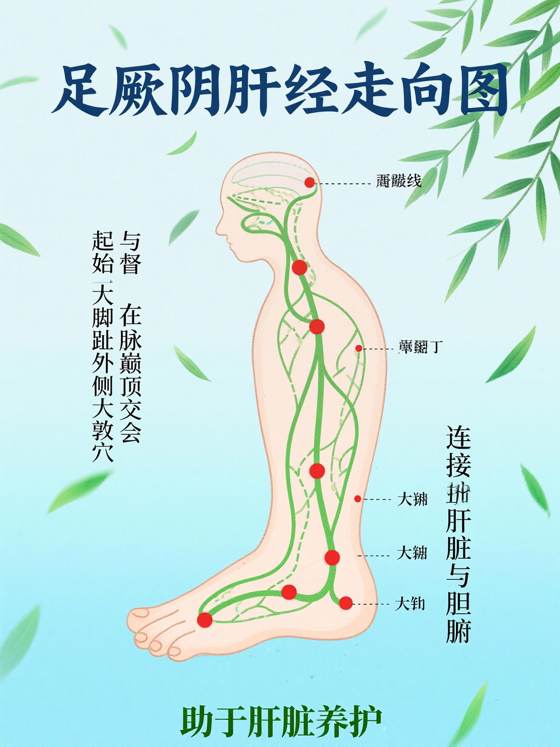 肝经络图及走向图 肝经,全称足厥阴肝经,作为人体十二经脉之一,对我们