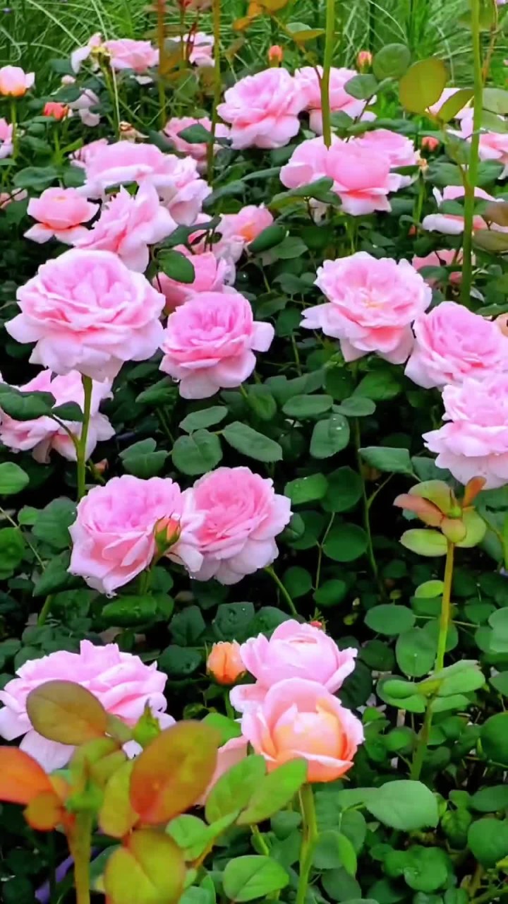 去湖州奥斯汀月季园,享美好很解压