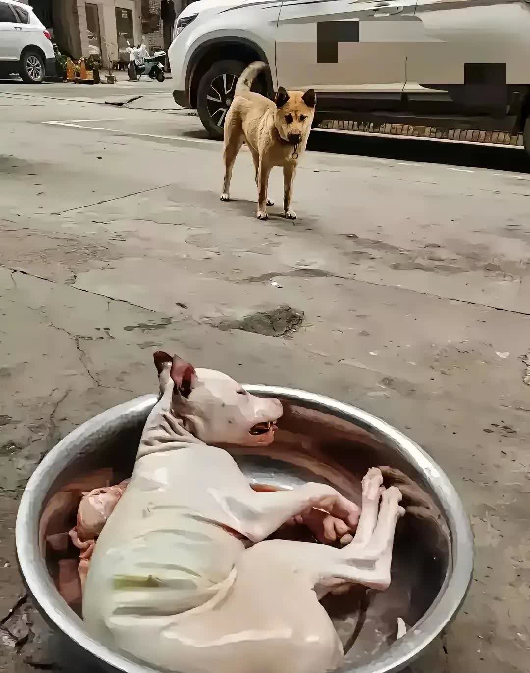 往日在一起玩耍的两只狗狗,一只已经被人杀死并退毛准备烹煮,另一只