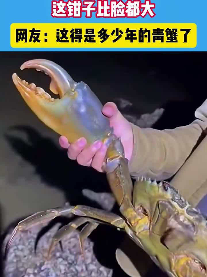 赶海抓到一只巨型青蟹 这钳子比脸都大