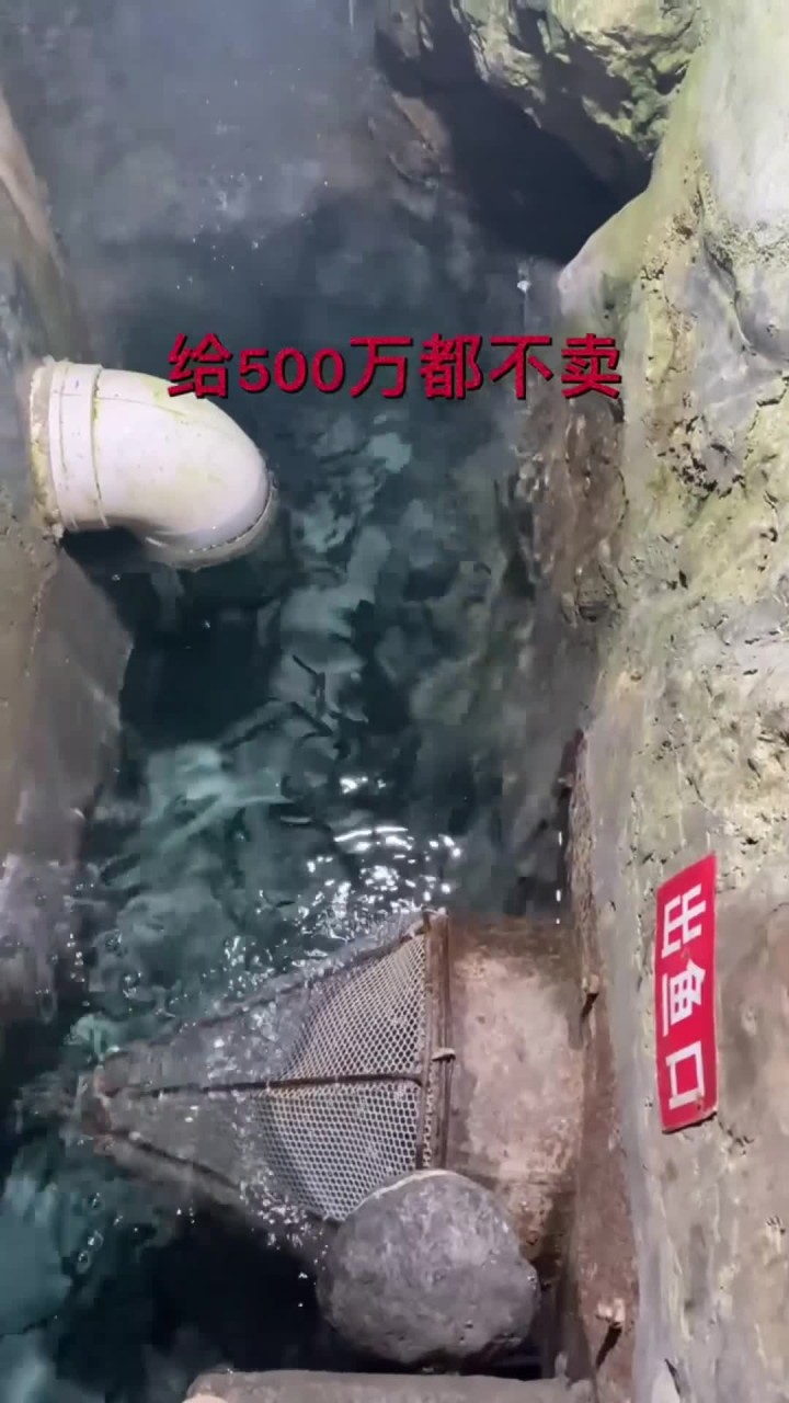 重庆老人挖宝挖出鱼泉 每天出千斤鱼 500 万不卖!
