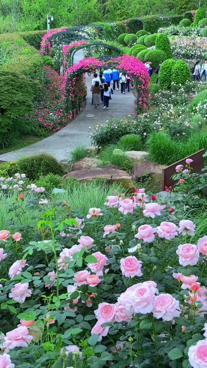 一去奥斯汀月季园,漫步花海释彷徨