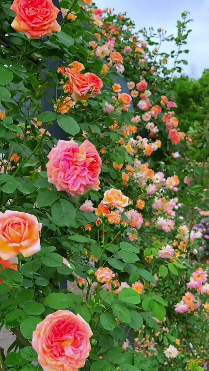 一去奥斯汀月季园,漫步花海释彷徨