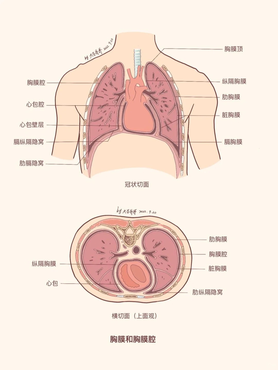 胸部是人体重要的解剖结构,不仅具有哺乳功能,还在维持身体形态和参与