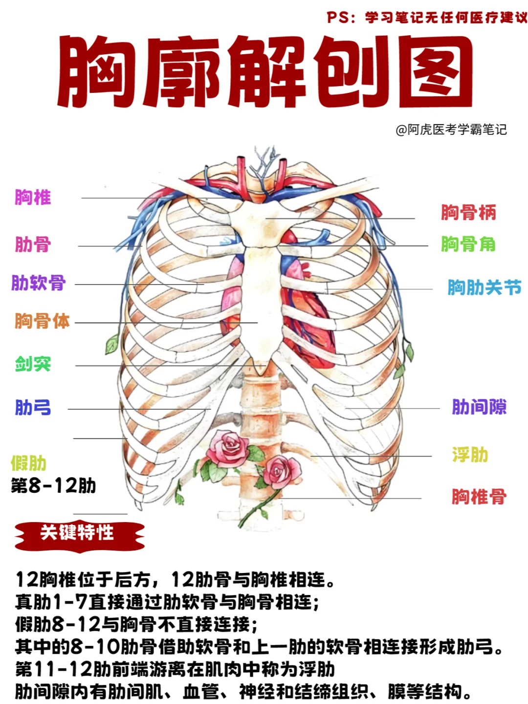 胸部是人体重要的解剖结构,不仅具有哺乳功能,还在维持身体形态和参与