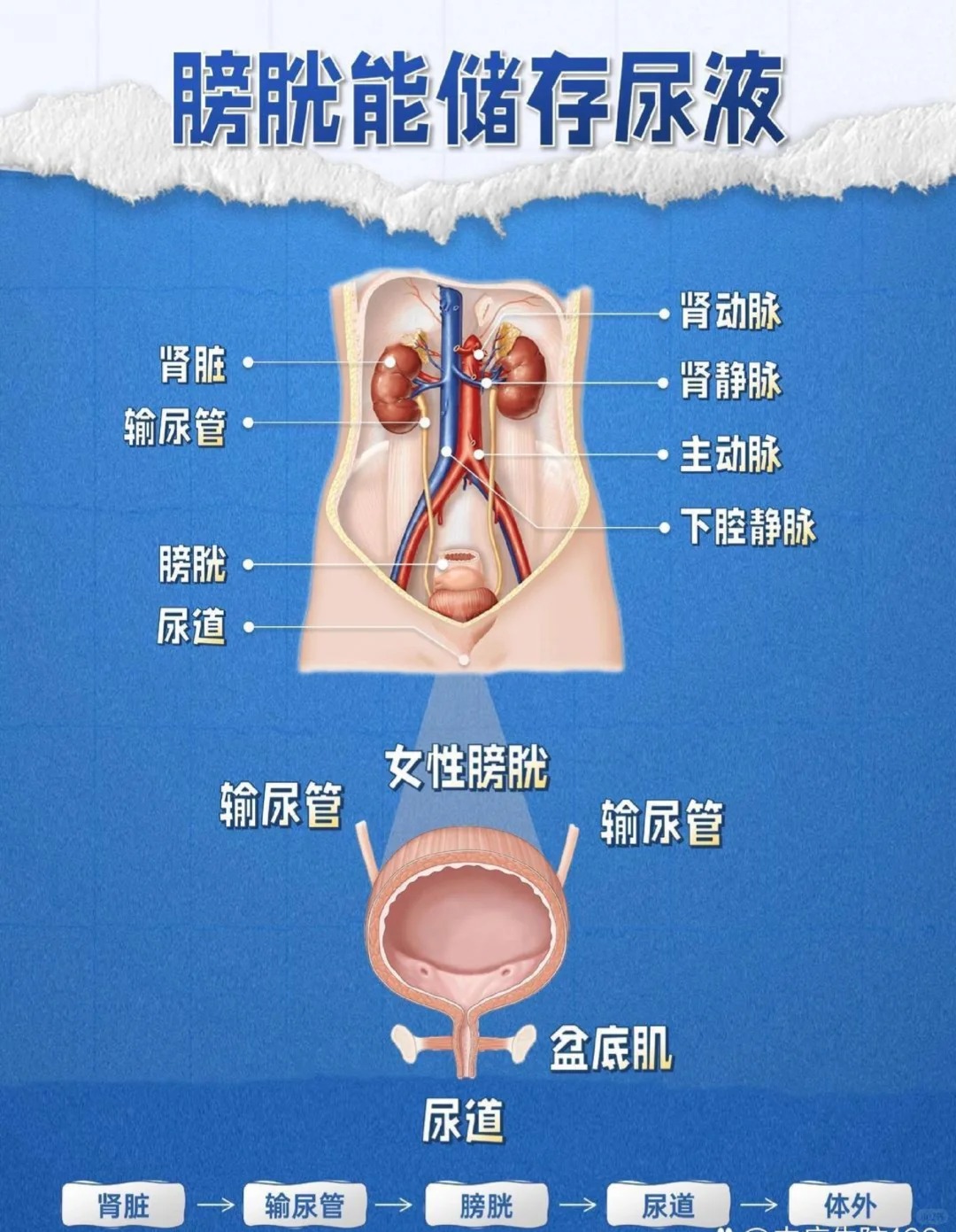 当尿液逐渐积累,膀胱会像气球一样慢慢膨胀,当达到一定容量时,就会给