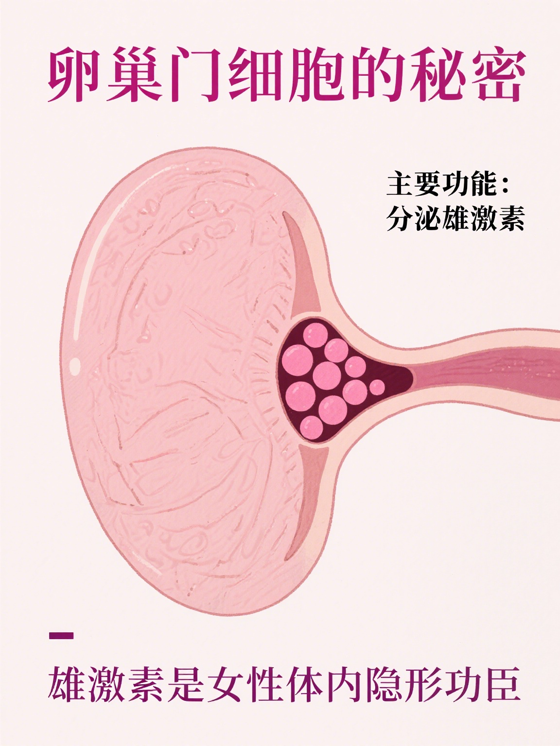 卵巢门细胞分泌什么激素 卵巢门细胞是位于卵巢门附近的特殊细胞群