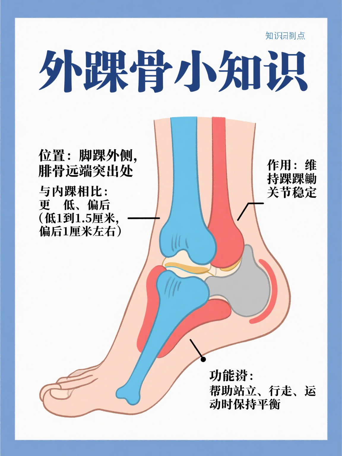当你轻轻触摸自己脚踝外侧时,最先碰到的那块较为明显的骨头就是外踝
