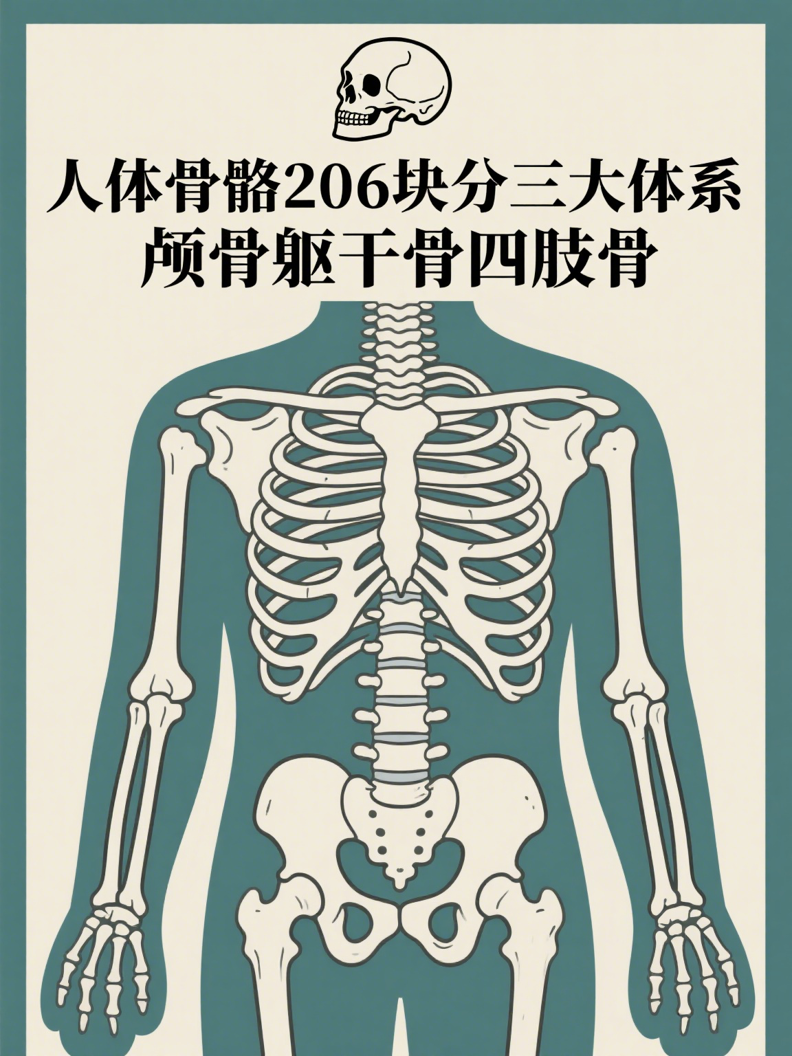 人体骨骼结构图 人体骨骼结构图清晰展示成人骨骼共206块,按功能与