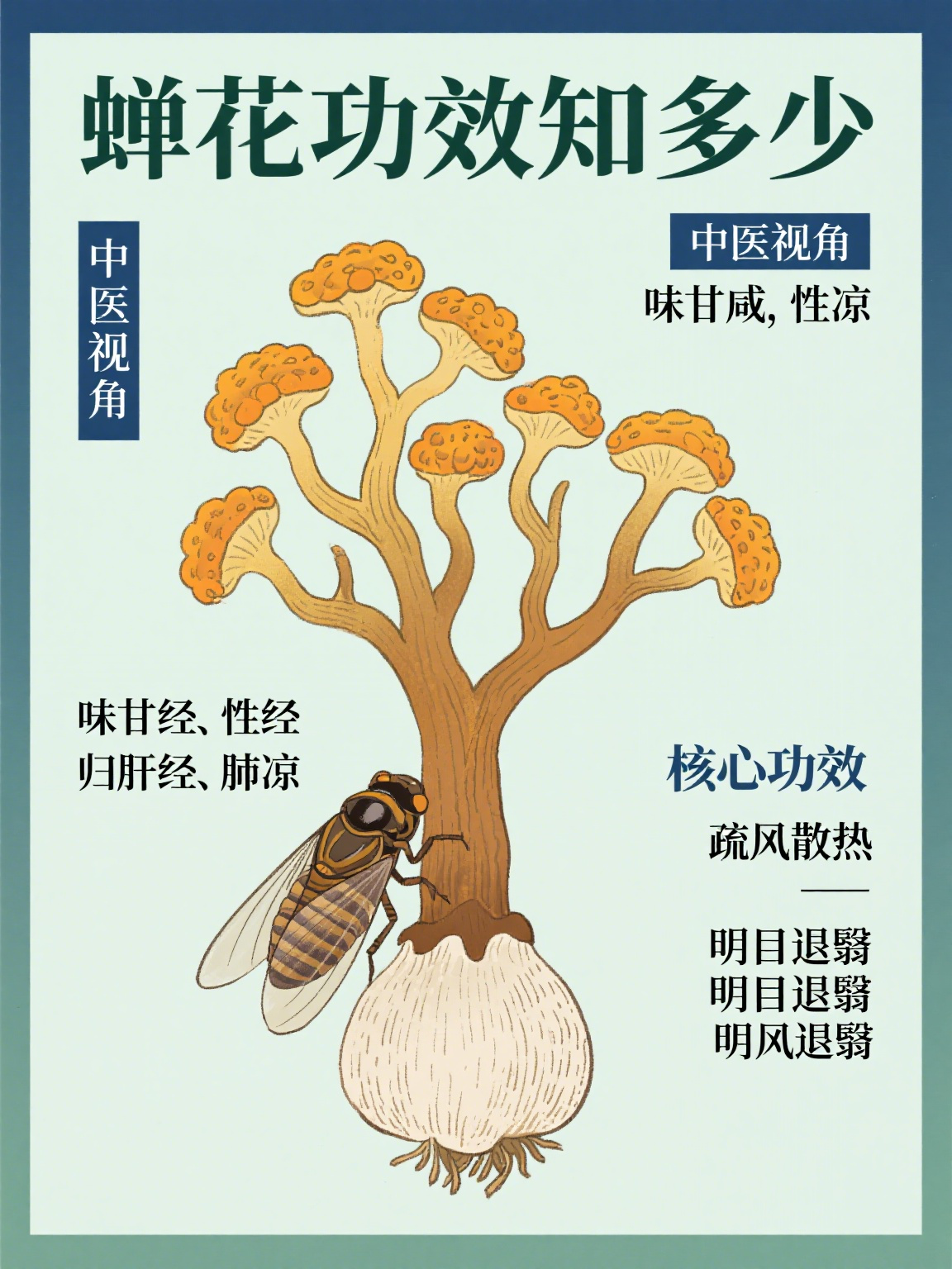 蝉花功能主治 蝉花,又称蝉蛹草,蝉茸,是蝉的幼虫被真菌感染后形成的