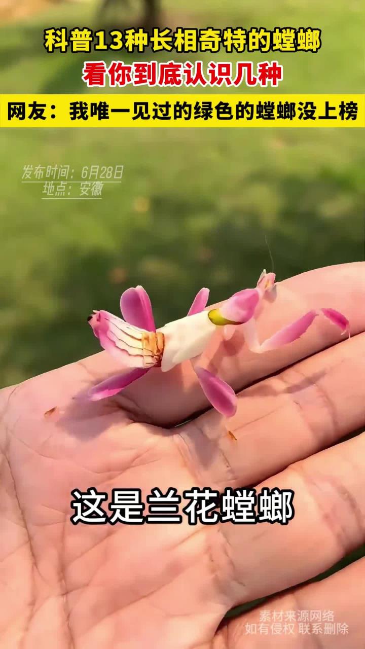 科普13种长相奇特的螳螂,看你到底认识几种?网友:我唯一见过