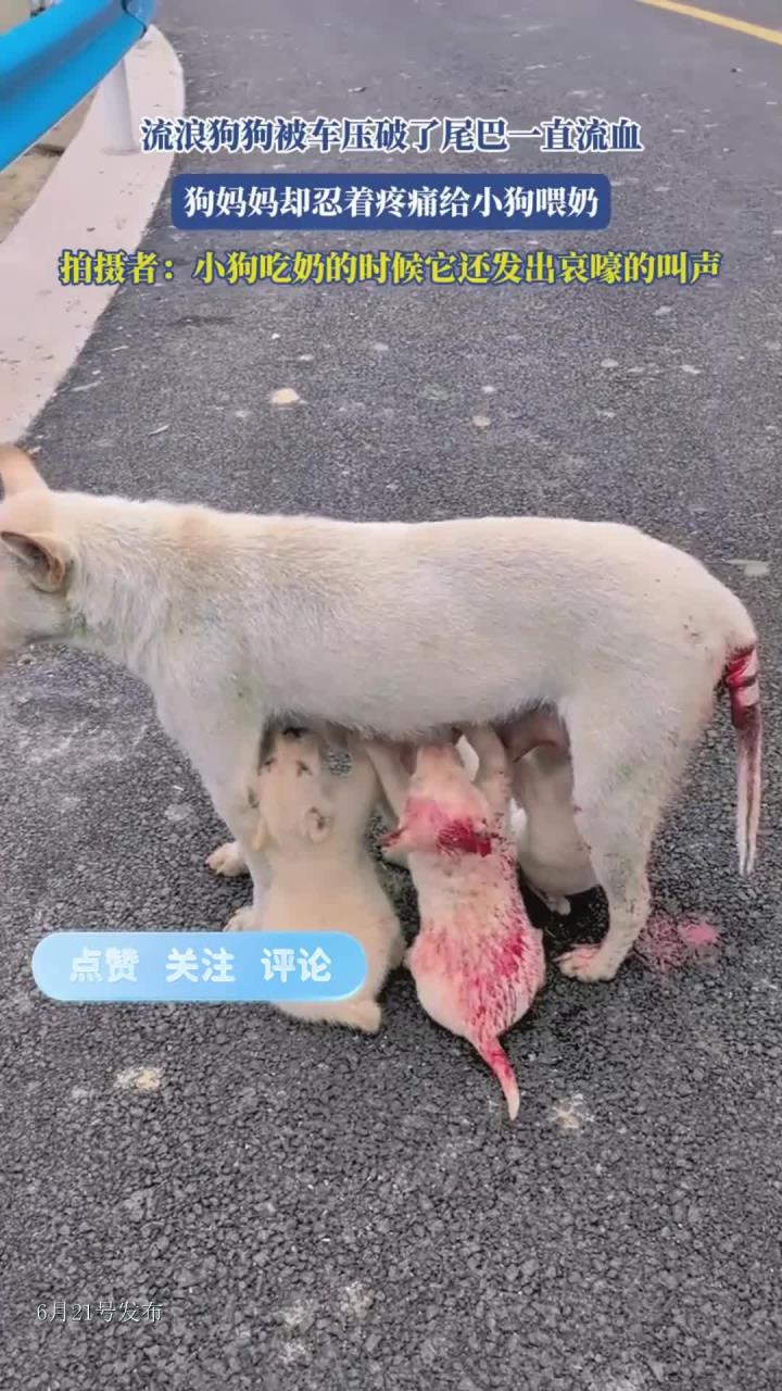流浪狗狗被车压破了尾巴一直流血,狗妈妈却忍着疼痛给小狗喂奶