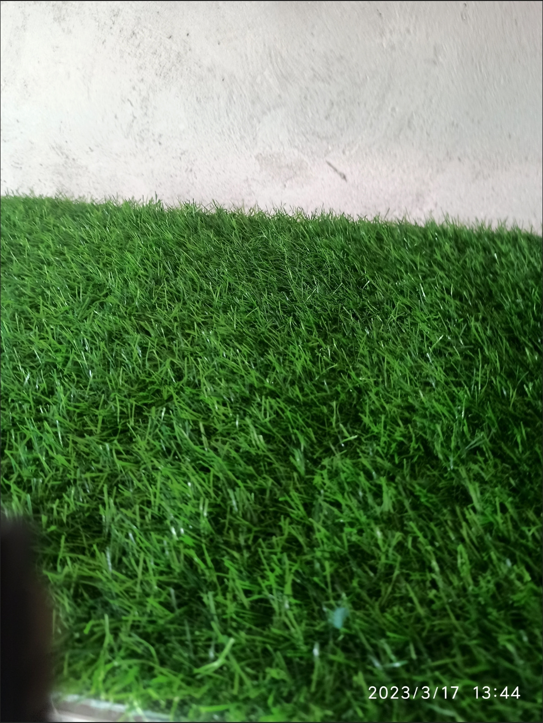 快来了解十堰草坪种植直销基地的种植秘诀吧