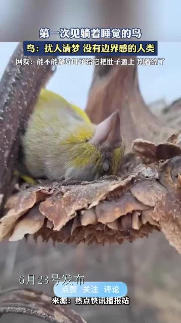 第一次见躺着睡觉的鸟,能不能拿片叶子给它把肚子盖上