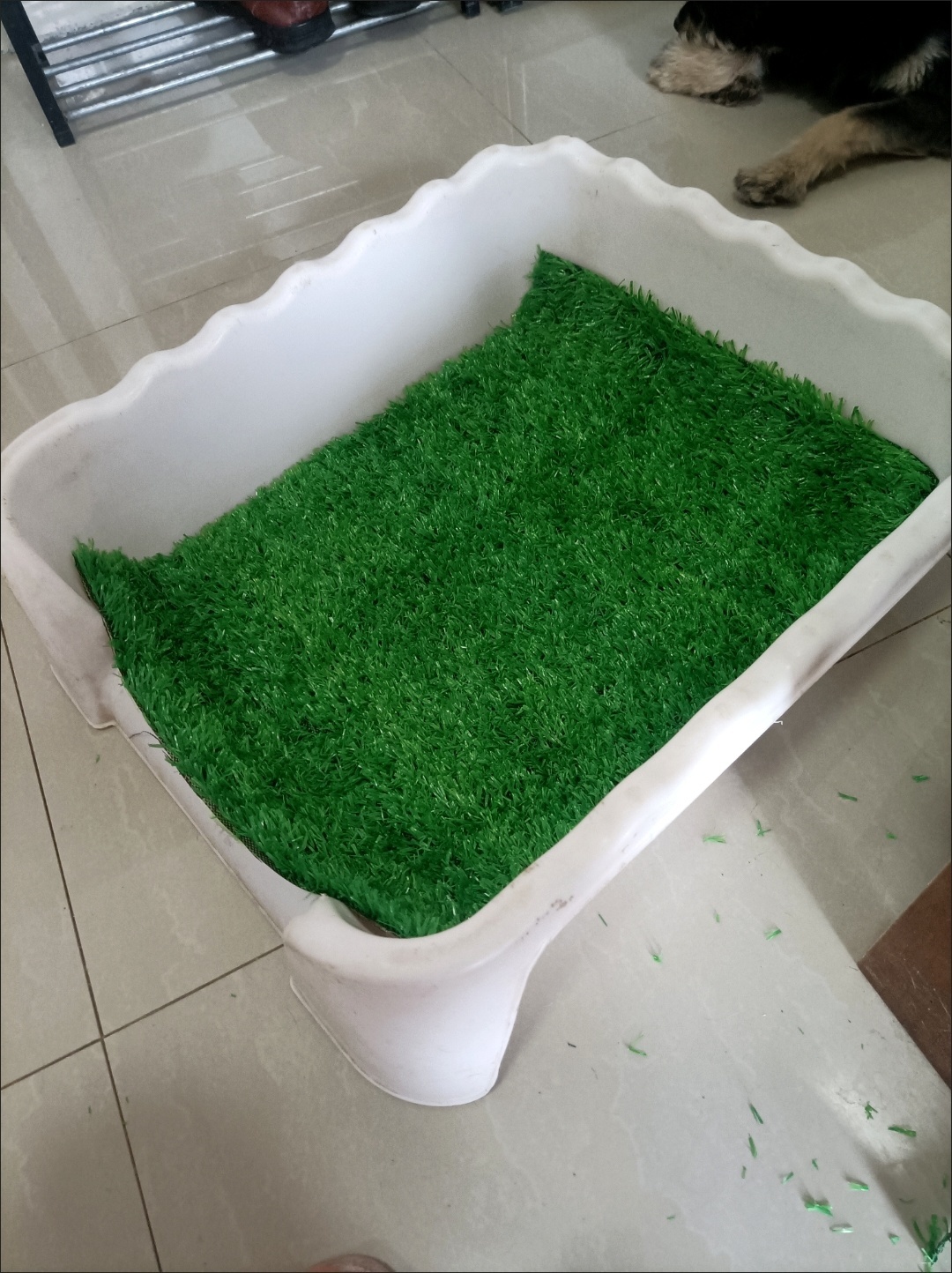 附近草皮批发   标题赞皇周边草坪批发品质与
