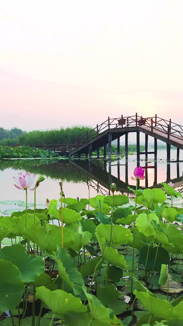 白洋淀荷花大观园这个暑假一定要和家人打卡一次