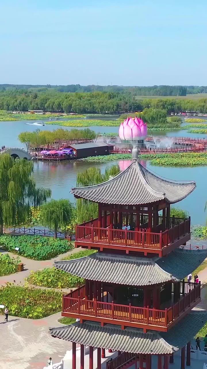 航拍白洋淀荷花大观园
